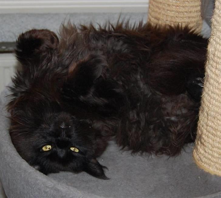 Maine Coon Kafra's Black Bandit billede 5