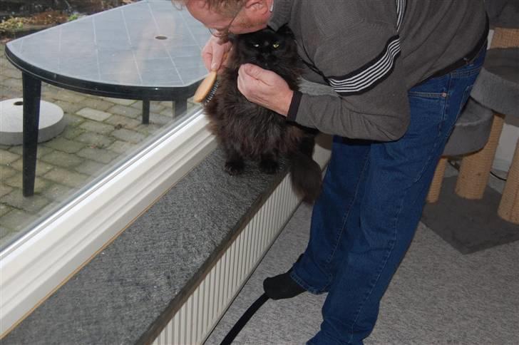 Maine Coon Kafra's Black Bandit billede 6