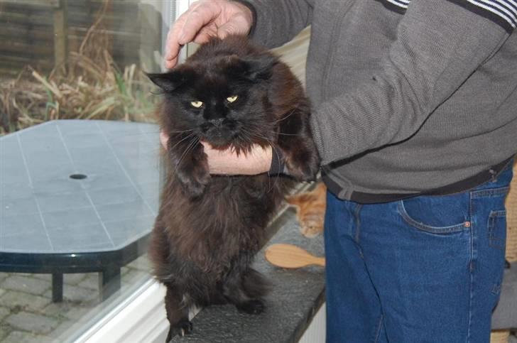 Maine Coon Kafra's Black Bandit billede 7