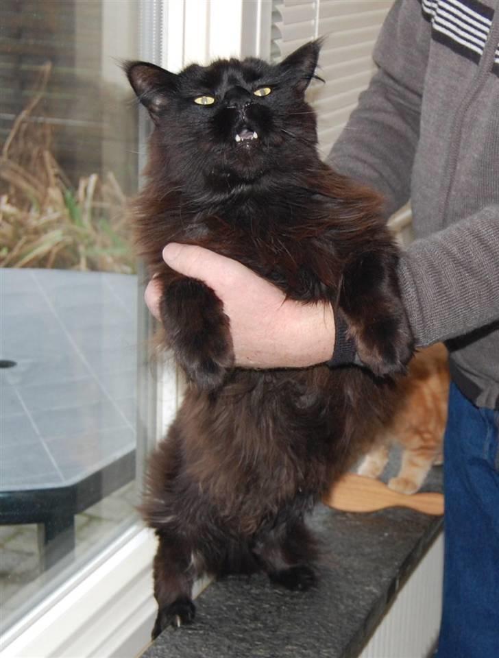 Maine Coon Kafra's Black Bandit billede 8