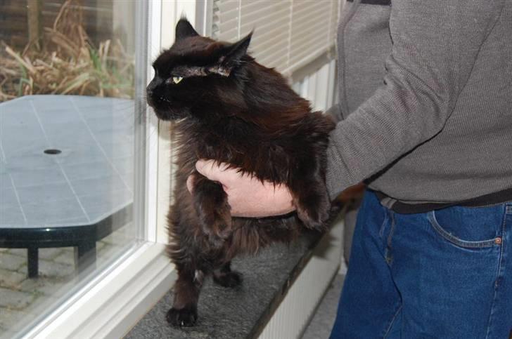 Maine Coon Kafra's Black Bandit billede 9