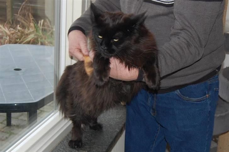 Maine Coon Kafra's Black Bandit billede 10