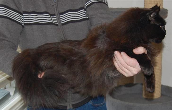 Maine Coon Kafra's Black Bandit billede 11