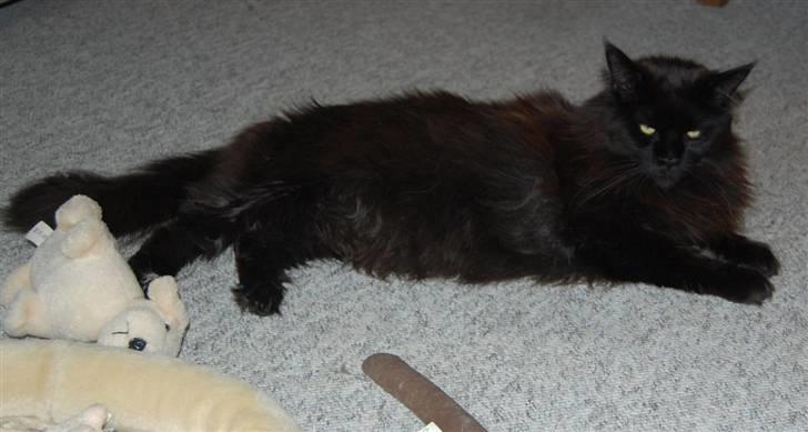 Maine Coon Kafra's Black Bandit billede 12