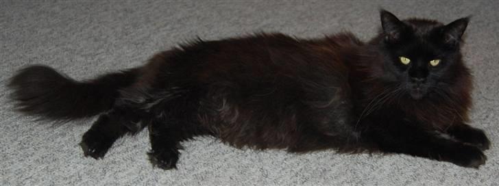 Maine Coon Kafra's Black Bandit billede 13