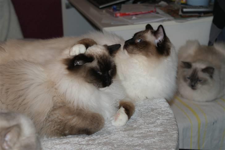 Ragdoll Hannibal billede 10