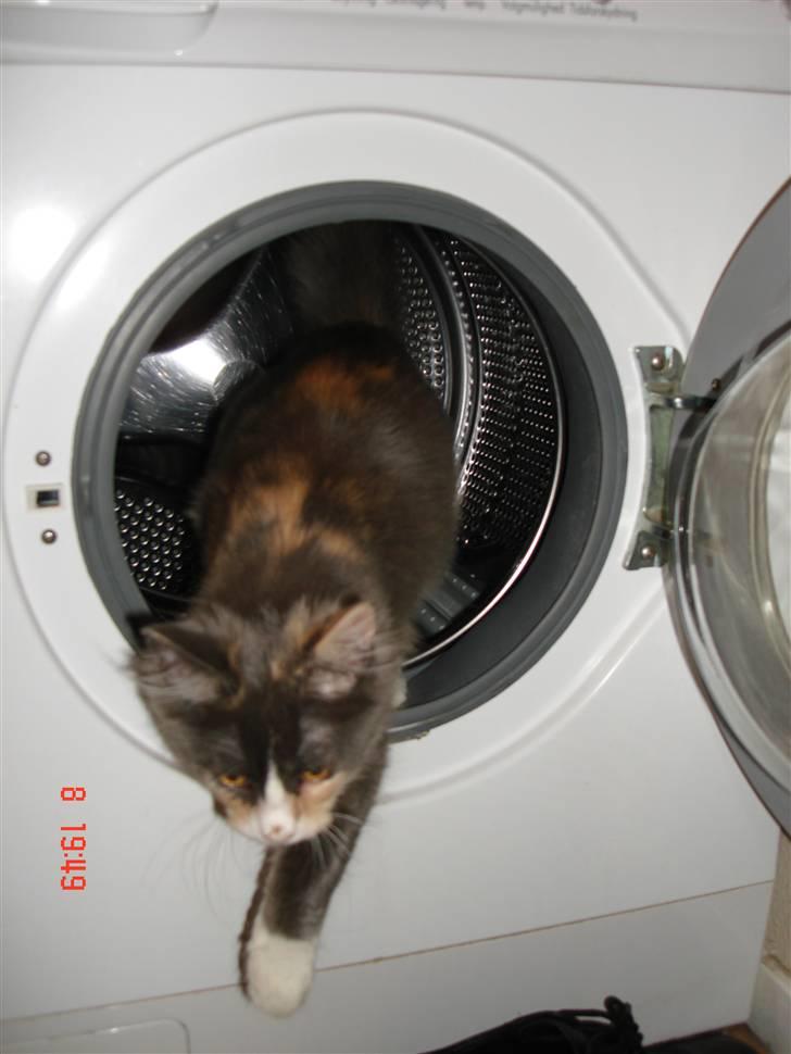 Maine Coon Spinner - Besked til mig selv-  tjek fremover vaskemaskinen inden den bruges 7-9-13. 15 uger billede 5