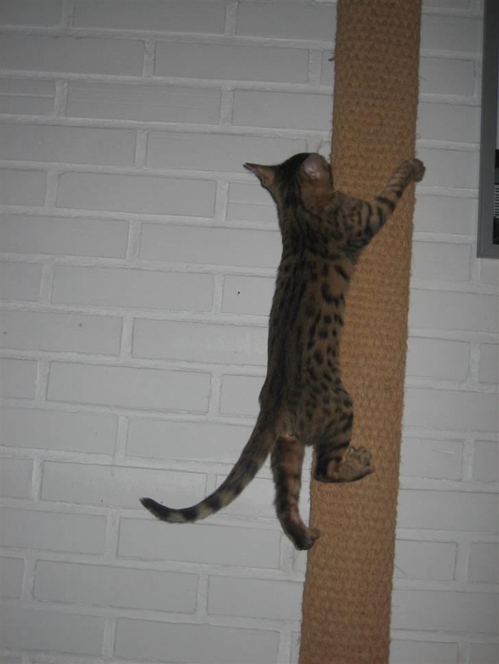 Bengal MisJa Linnea billede 13