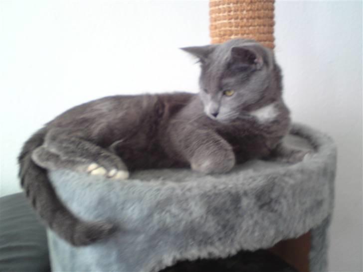 Blanding af racer Basse - Enendu engang tid til og slappe af :) billede 8