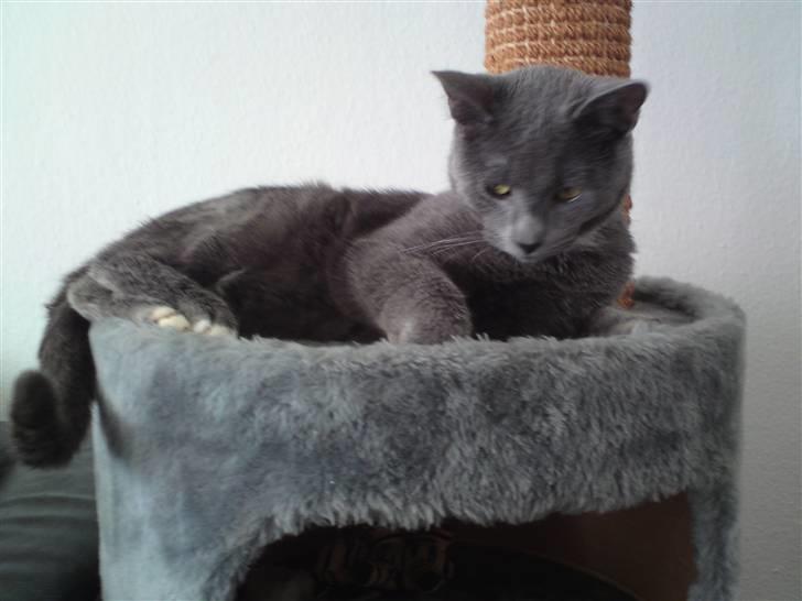 Blanding af racer Basse - Kigger efter mor. Hun har min bamse billede 9