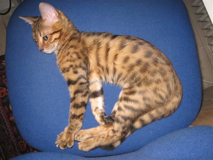 Bengal MisJa Linnea billede 14