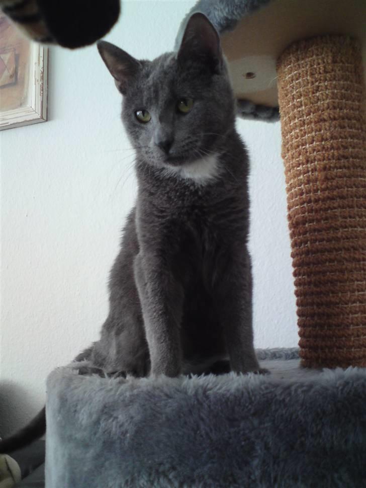 Blanding af racer Basse - Så holder jeg øje med mor igen. Se hvor elegant jeg kan være samtidig med billede 10