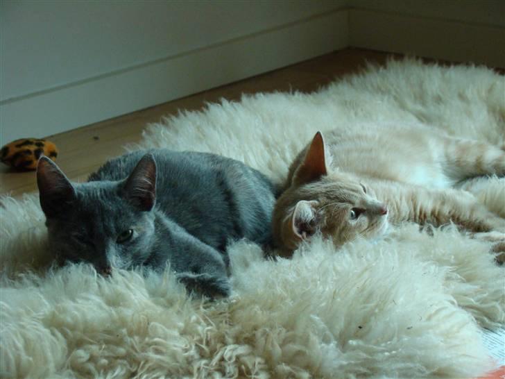 Huskat Nala solgt billede 2