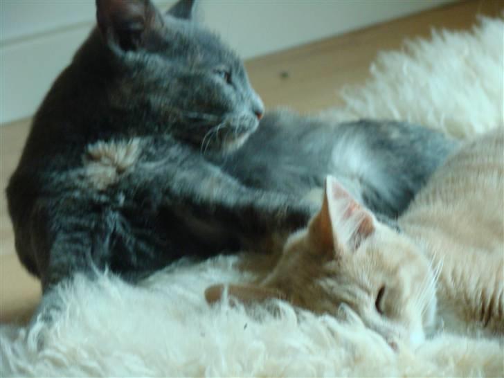 Huskat Nala solgt billede 3