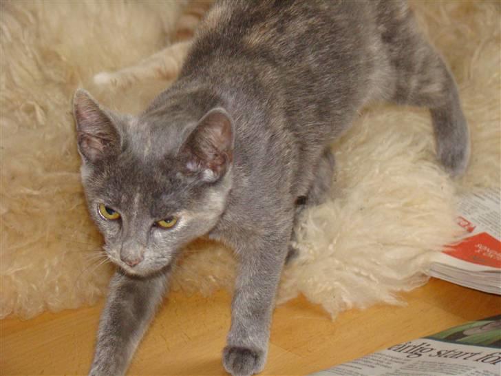 Huskat Nala solgt billede 4