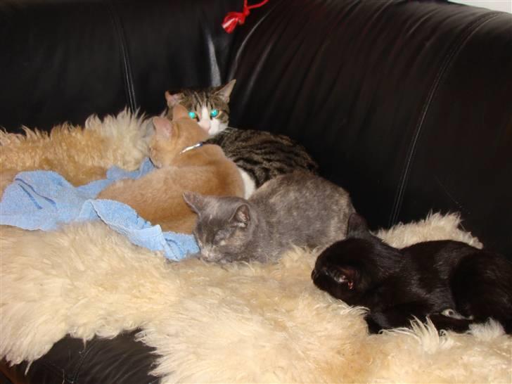 Huskat Nala solgt billede 5