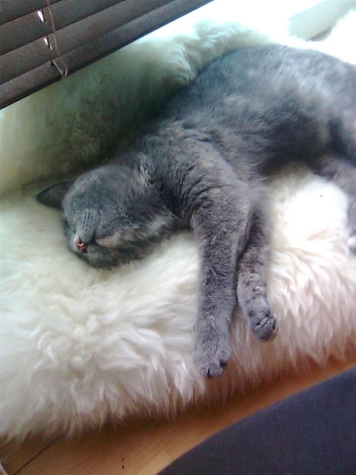 Huskat Nala solgt billede 6