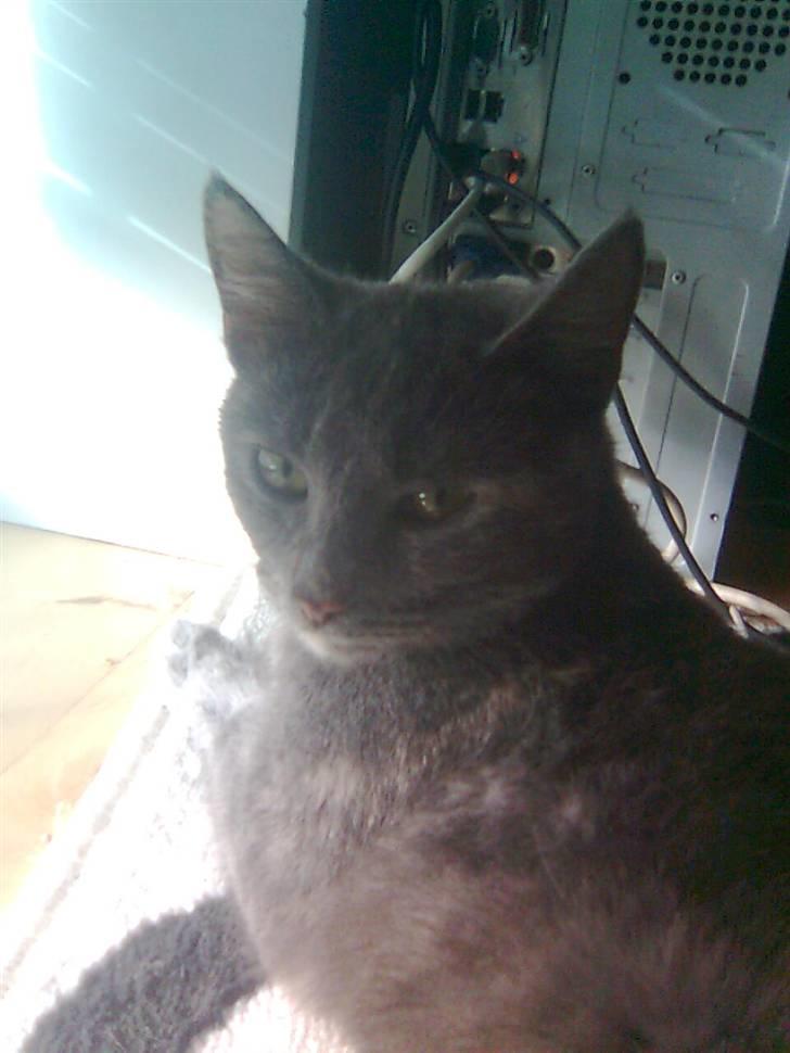 Huskat Nala solgt billede 7