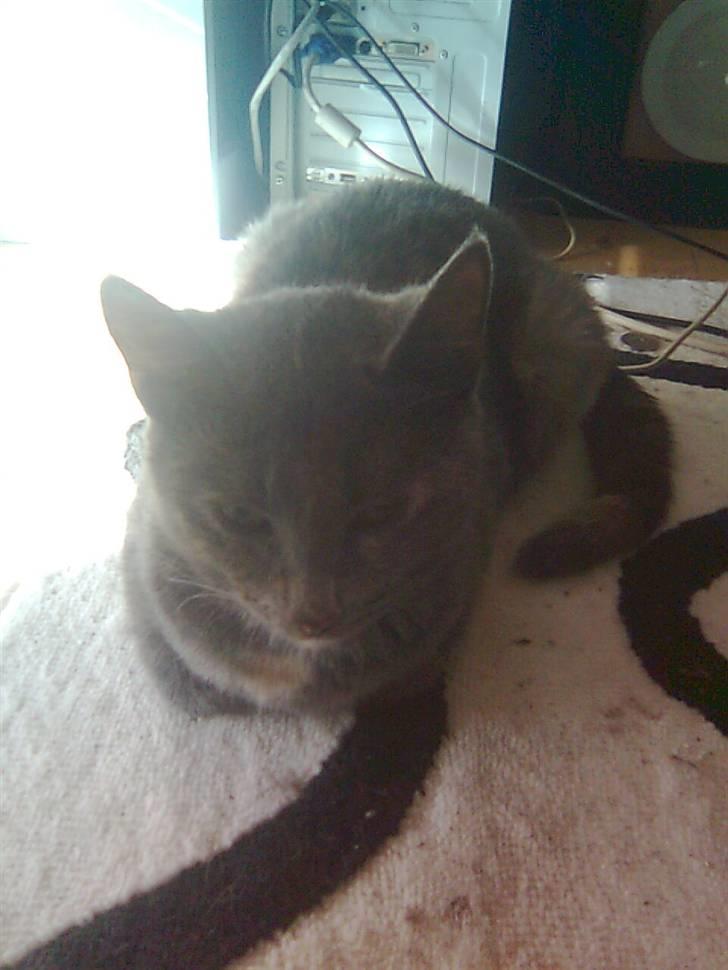 Huskat Nala solgt billede 8