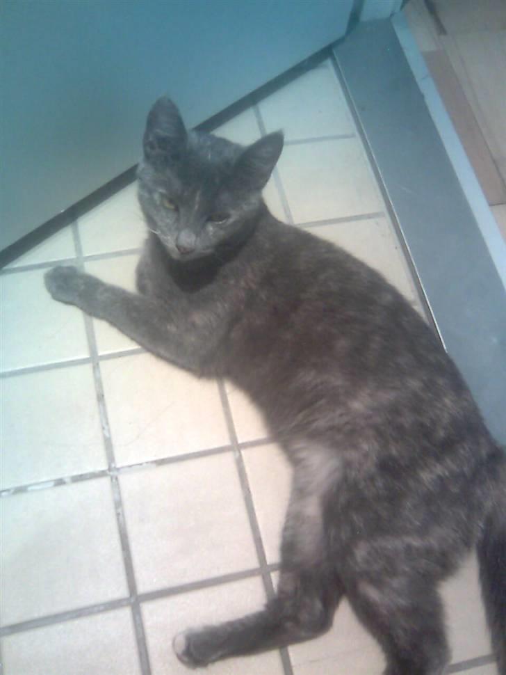 Huskat Nala solgt billede 9