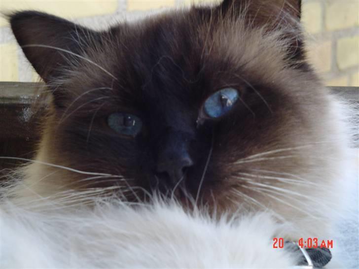 Ragdoll gismo billede 1