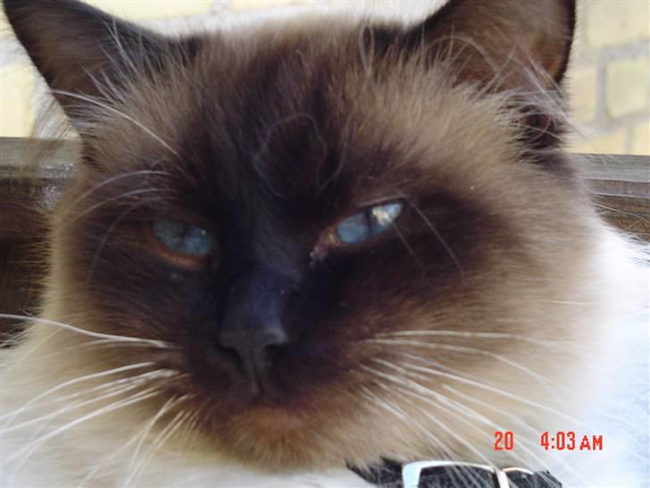 Ragdoll gismo billede 2