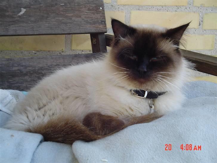 Ragdoll gismo billede 3