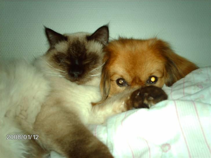 Ragdoll gismo billede 4