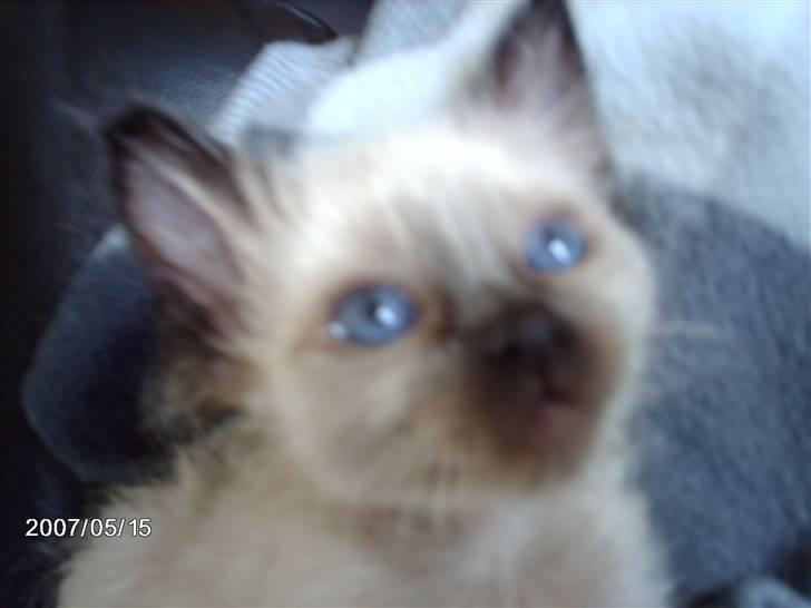 Ragdoll gismo billede 5