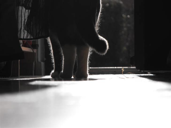 Huskat Marie - Farvel billede 16