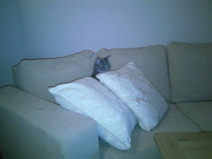 Blanding af racer Gizmo billede 7