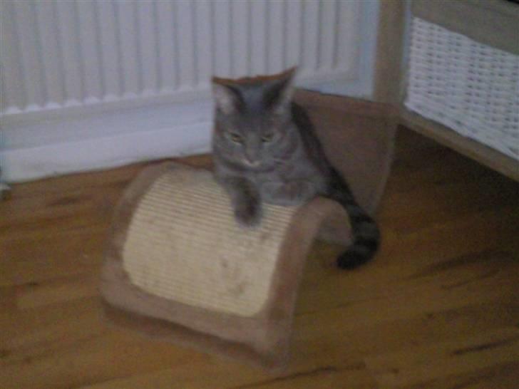 Blanding af racer Gizmo billede 8