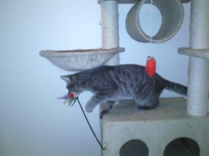 Blanding af racer Gizmo billede 9