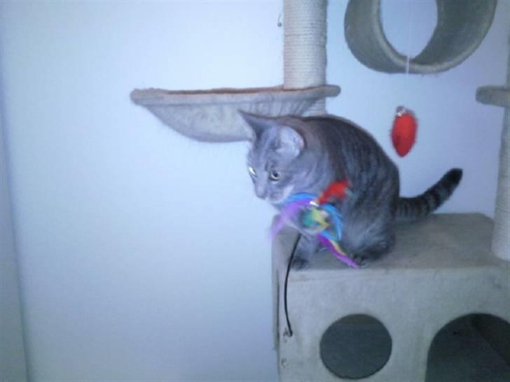 Blanding af racer Gizmo billede 10