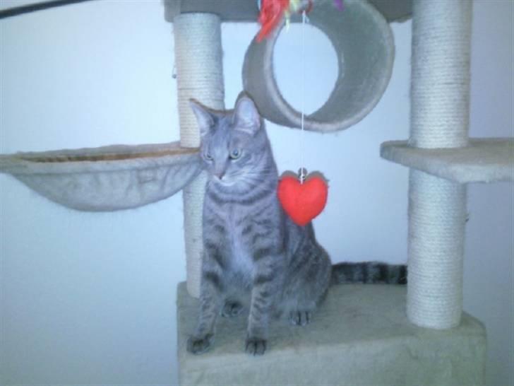 Blanding af racer Gizmo billede 11