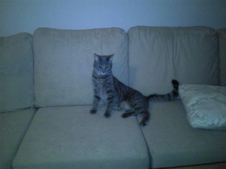 Blanding af racer Gizmo billede 12