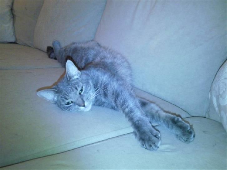 Blanding af racer Gizmo billede 13