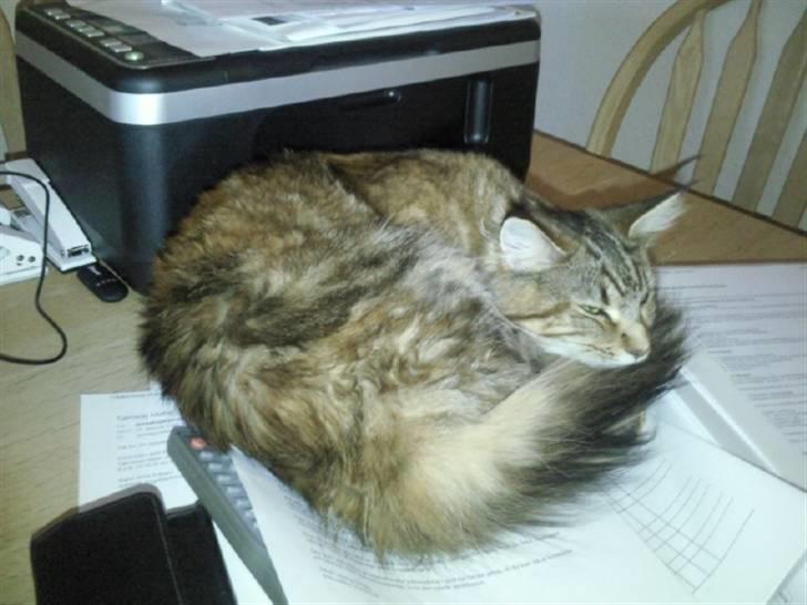 Maine Coon Freja billede 11