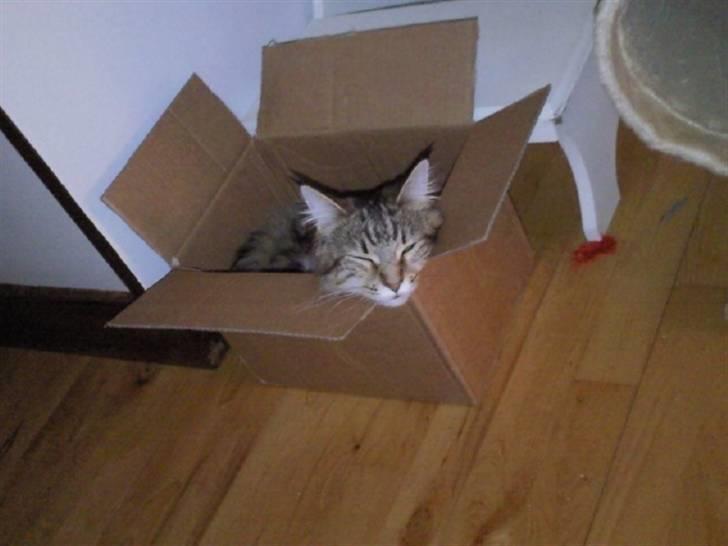 Maine Coon Freja billede 12