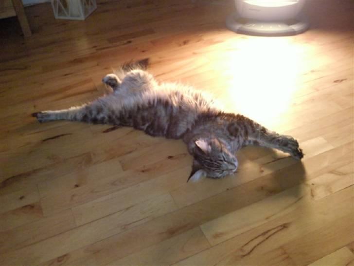 Maine Coon Freja billede 13