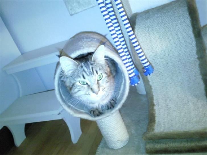 Maine Coon Freja billede 15