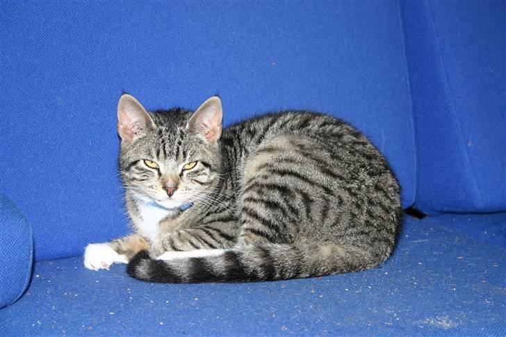 Huskat Mitti  billede 14