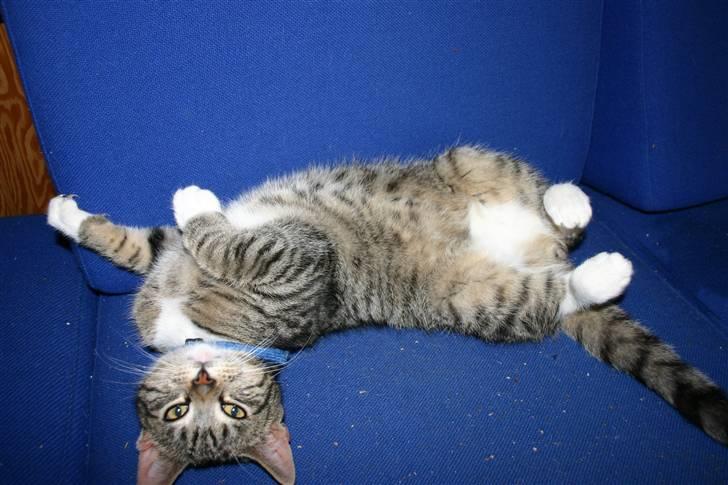 Huskat Mitti  billede 15