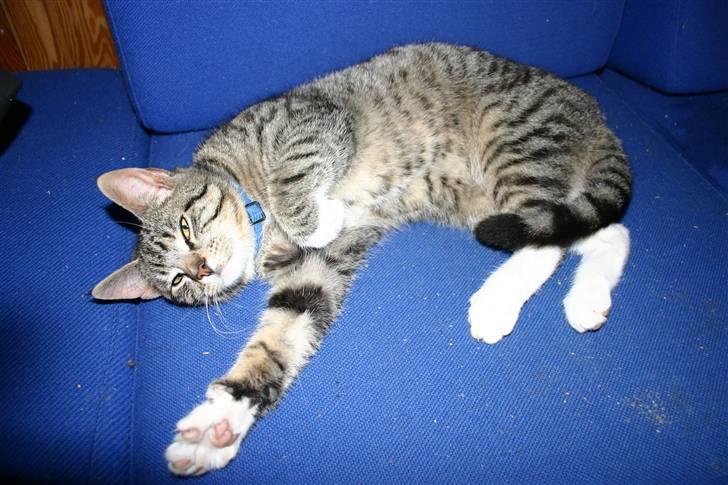 Huskat Mitti  billede 16