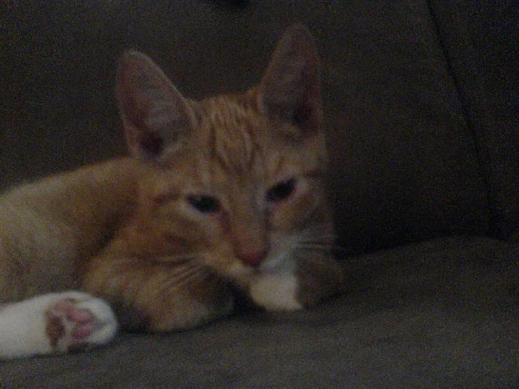 Blanding af racer rex - R.I.P. billede 1