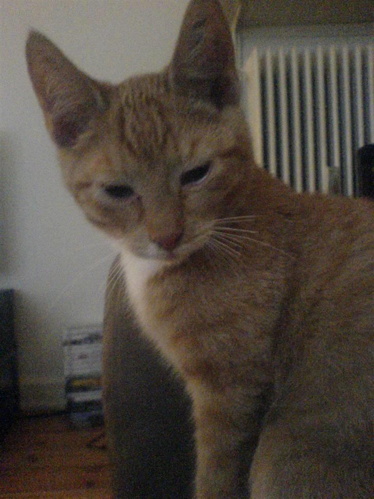 Blanding af racer rex - R.I.P. billede 2