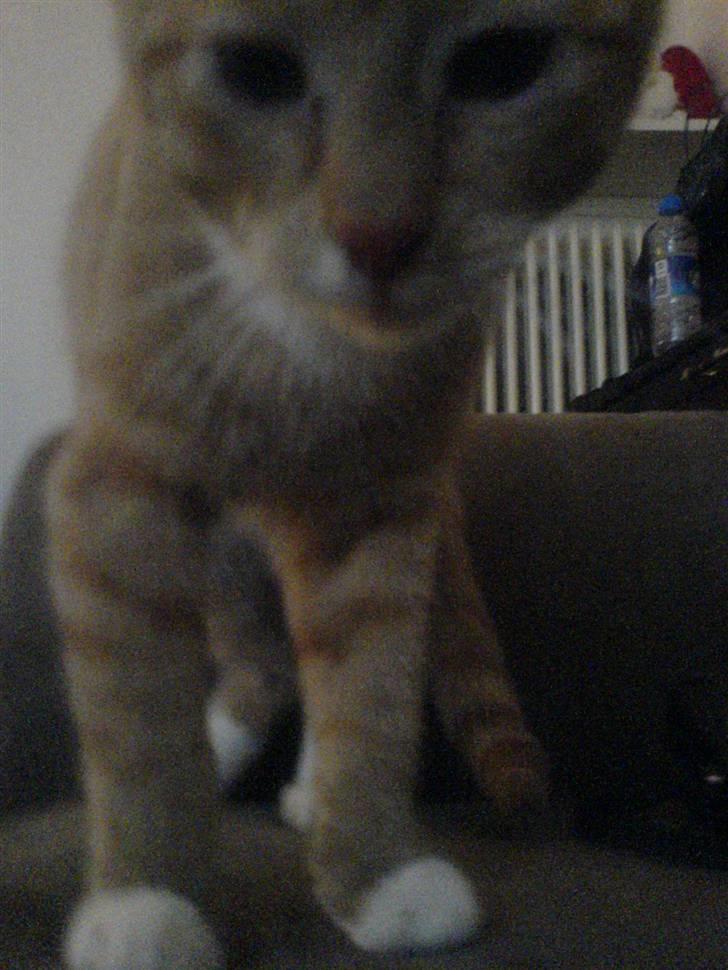 Blanding af racer rex - R.I.P. billede 3