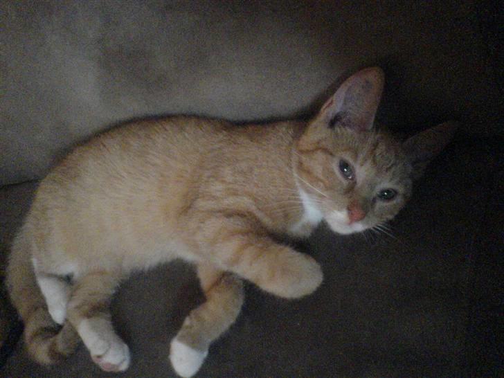 Blanding af racer rex - R.I.P. billede 4