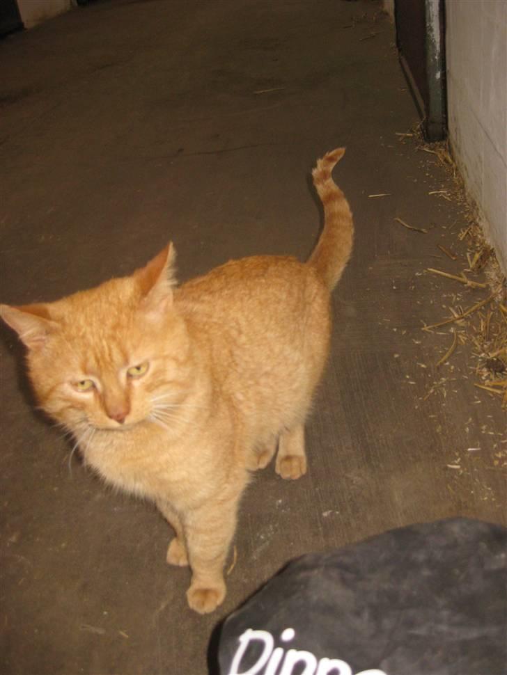 Huskat                  Allan <3 - Hej, fik jeg sagt at jeg hed Allan? :D billede 8