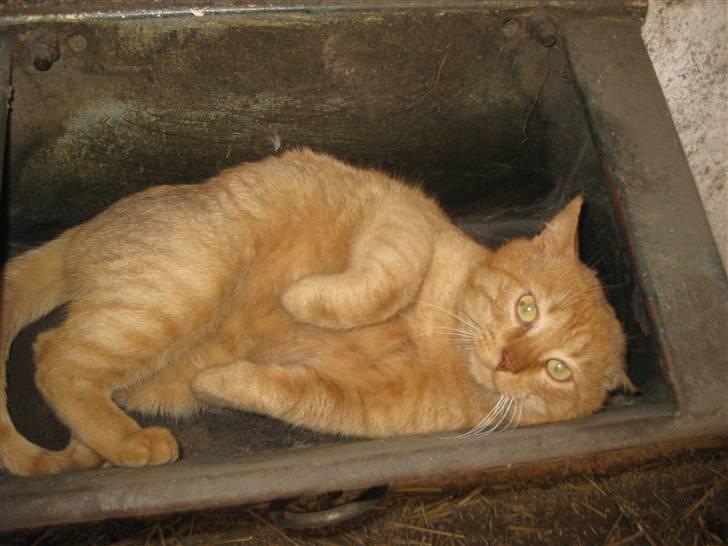 Huskat                  Allan <3 - godnat, håber ikke der kommer en hest :/ billede 11